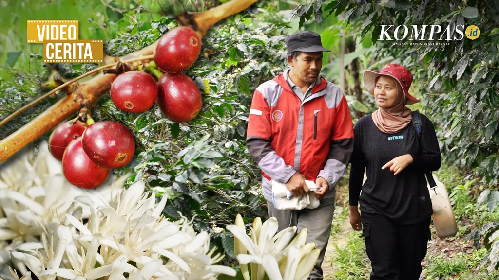 Bibit Unggul dan Keterlibatan Perempuan, Rahasia Harumnya Kopi Parahyangan